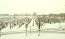 schnee im weinberg